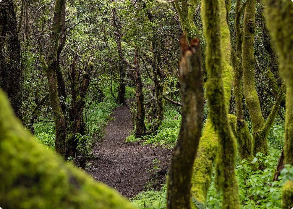 Le sentier de La Llanía à El Hierro traverse une laurisylve luxuriante aux troncs recouverts de mousse.