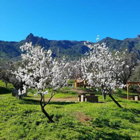 fotos-almendreros-10