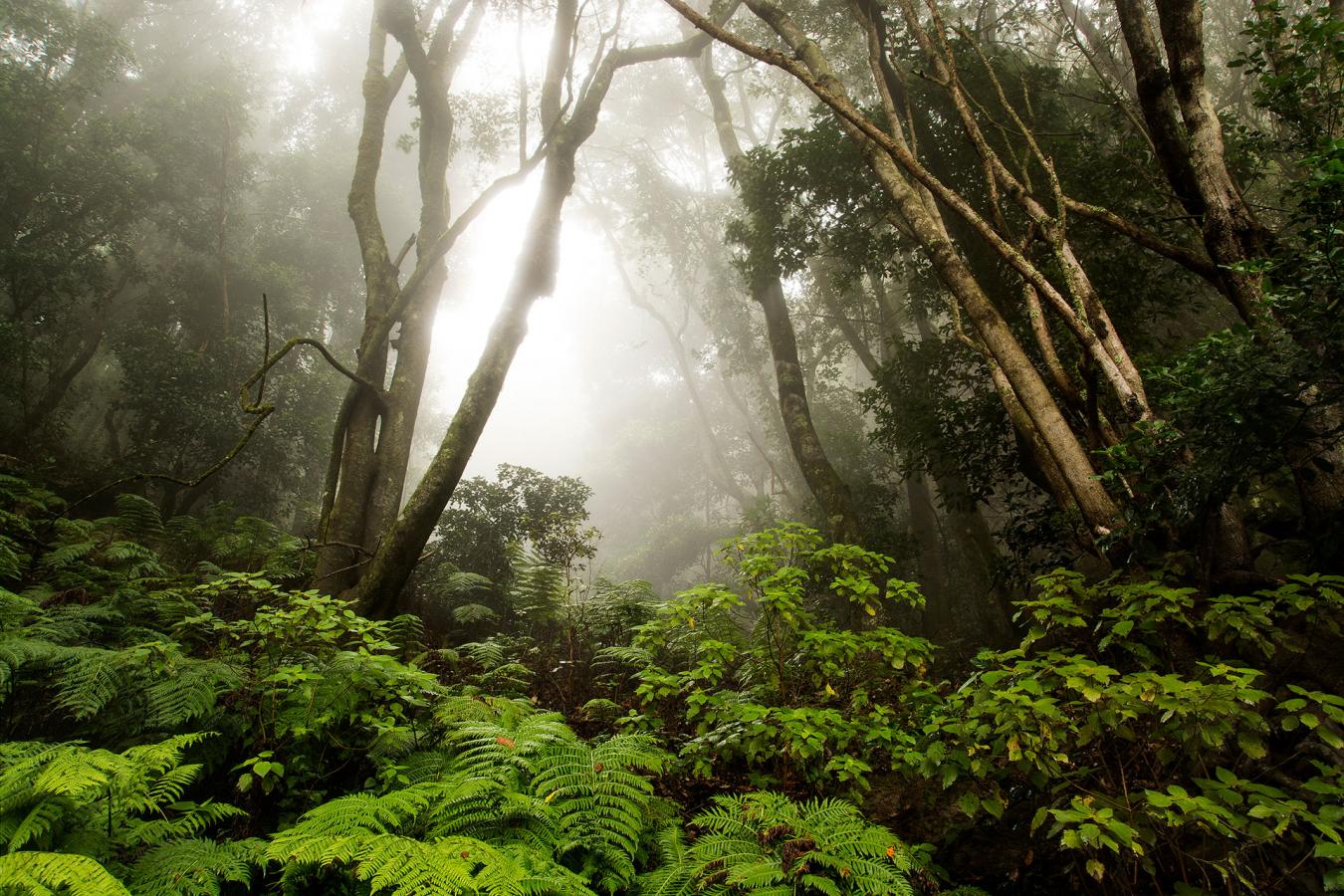 Garajonay. La Gomera