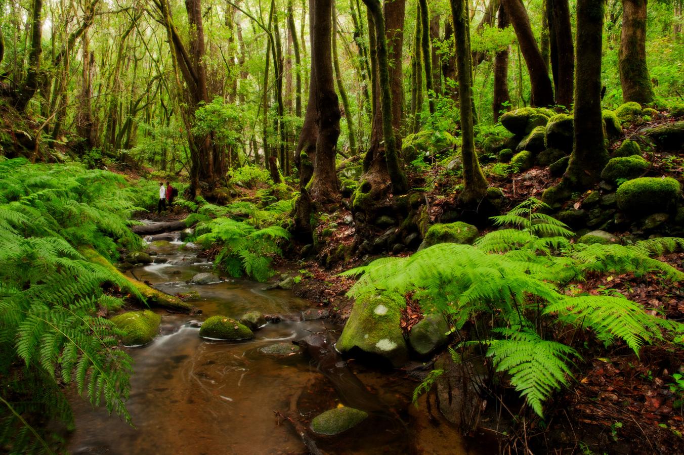 La Gomera.Garajonay. Bosque del Cedro