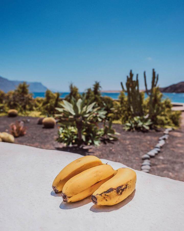 Bananes des Canaries