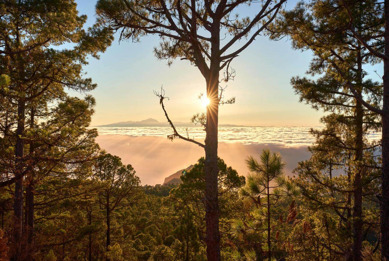 Parque Natural de Tamadaba, en Gran Canaria