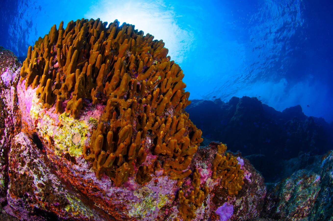 La Cuevita Submarinismo en La Gomera