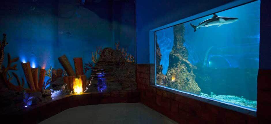 Aquarium, Aquariums de Lanzarote