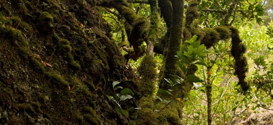 Le Garoé, à El Hierro