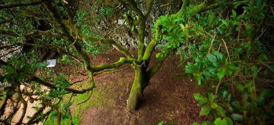 Le Garoé, à El Hierro