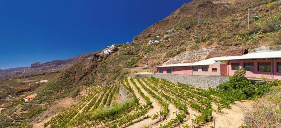 La Bodega Bentayga à Gran Canaria