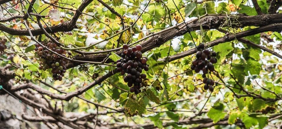 Cave à vins Los Berrazales + Caves à vins de Gran Canaria