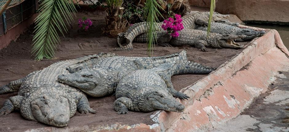 Cocodrilo Park, Zoo Gran Canaria