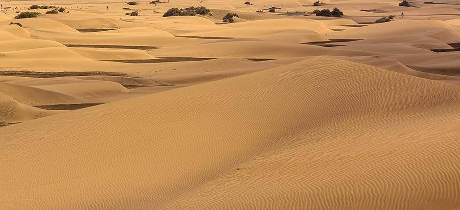 Réserve naturelle spéciale des Dunes de Maspalomas, à Gran Canaria
