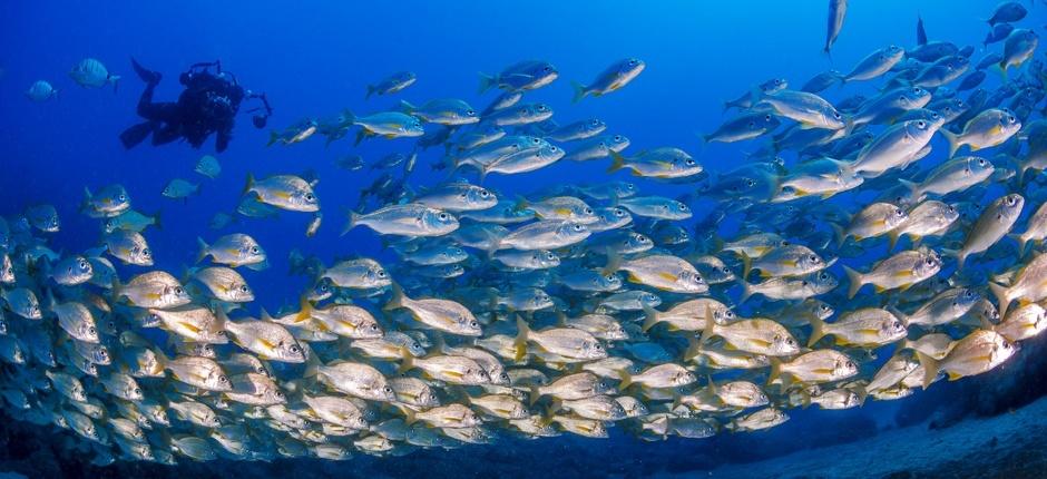 Faire de la plongée à El Cabrón, à Gran Canaria