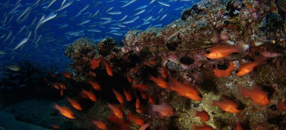 Veril Grande Plongée sous-marine à Fuerteventura