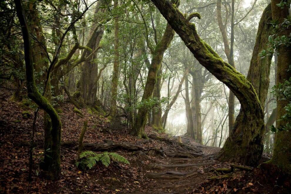 Parque Nacional de Garajonay, Bosque del Cedro