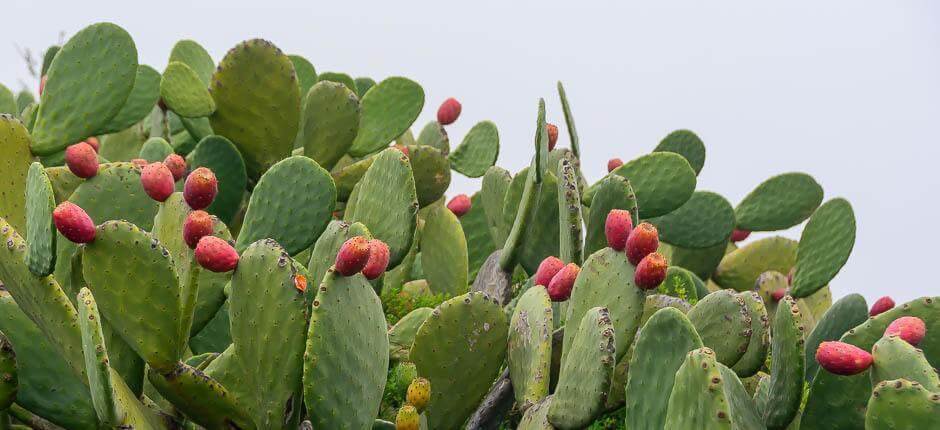 Isora Hameaux de El Hierro