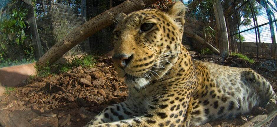 Jungle Park, Zoo de Tenerife