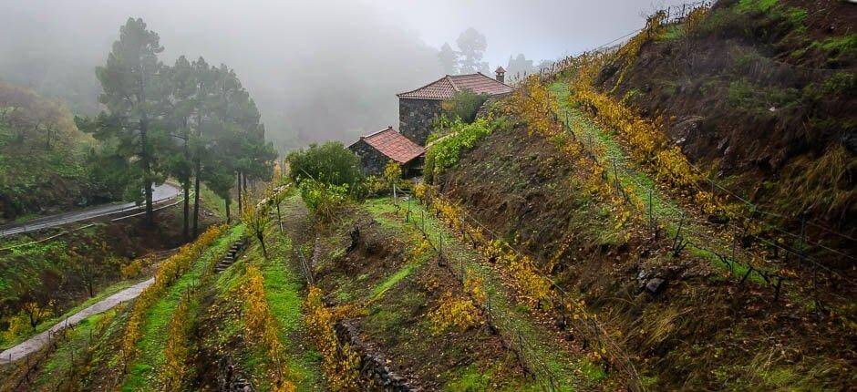 La Tricias hameaux de La Palma