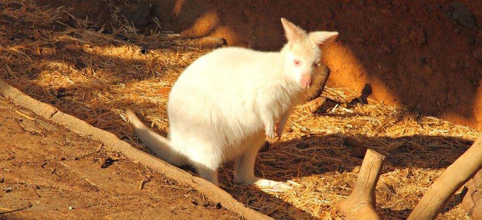 Maroparque, Zoos de La Palma