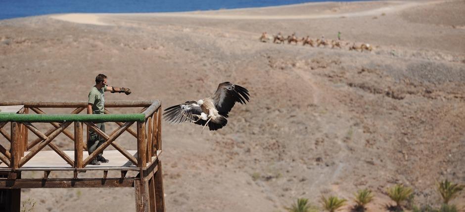 Oasis Park Fuerteventura, Zoos de Fuerteventura