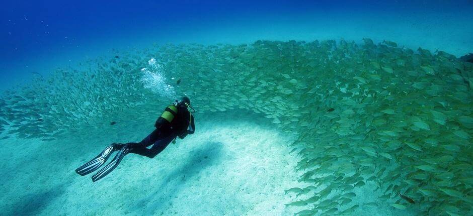 Faire de la plongée dans les épaves de Mogán, à Gran Canaria