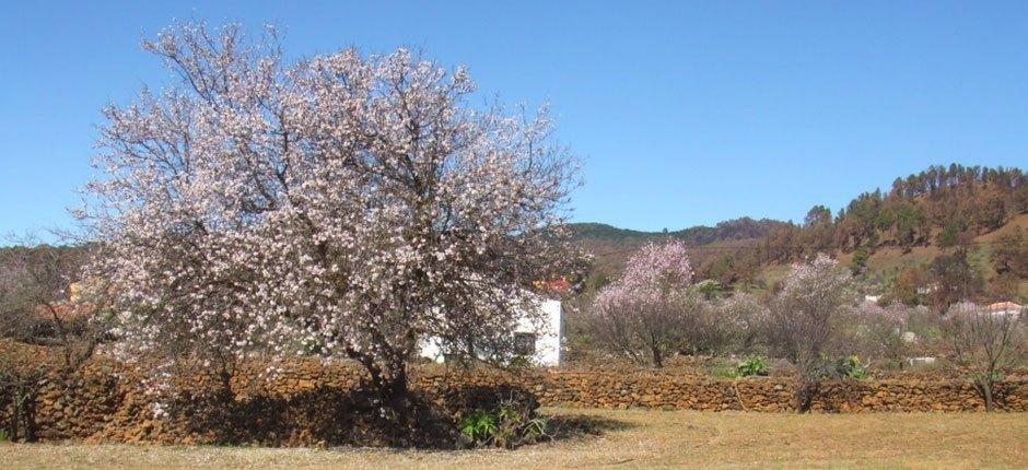 El Pinar villages à visiter de El Hierro