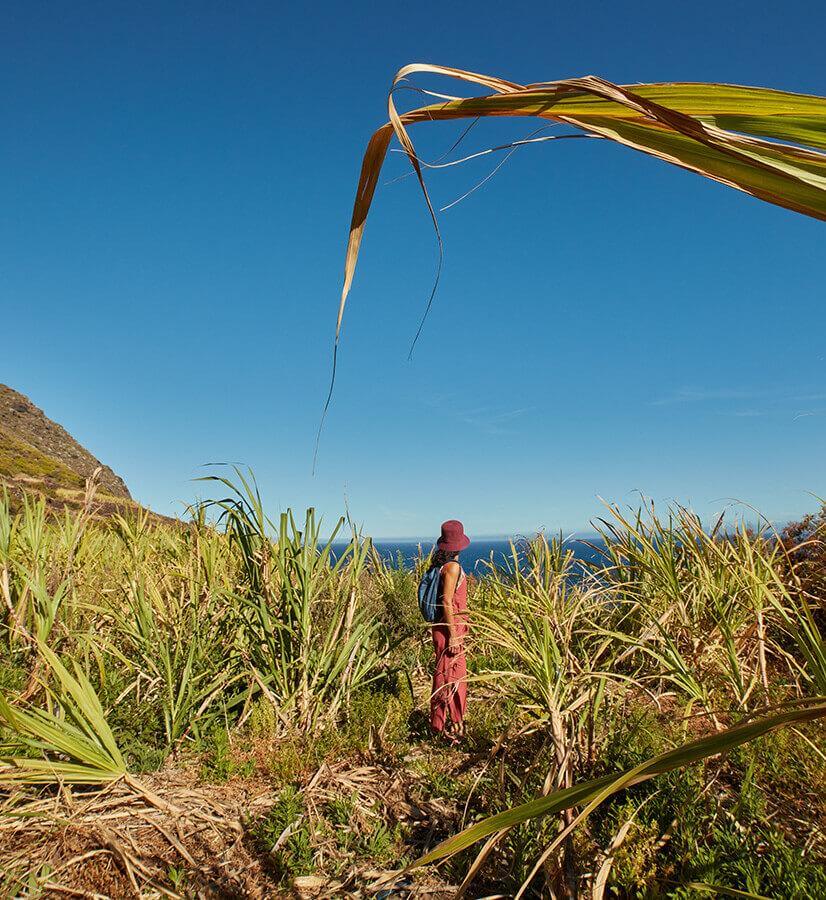 Cultures de canne à sucre, La Palma.