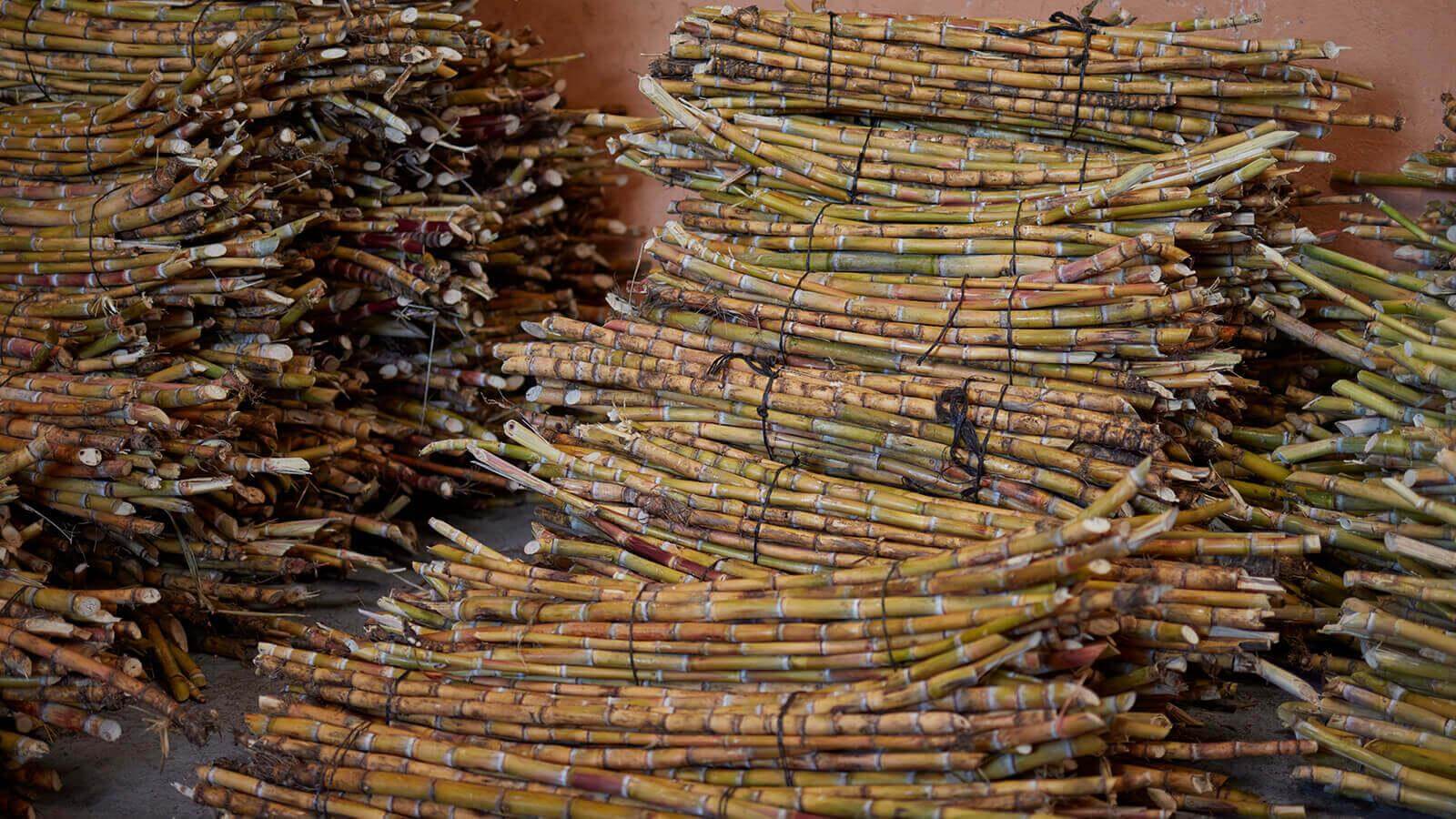 Cultures de canne à sucre, La Palma.