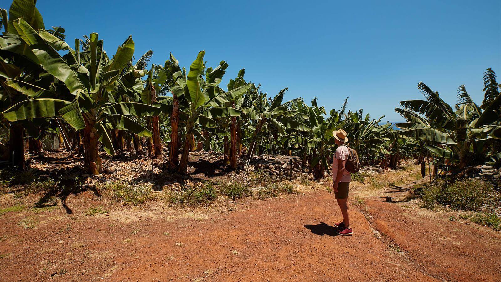 Plantations de bananes, La Palma.