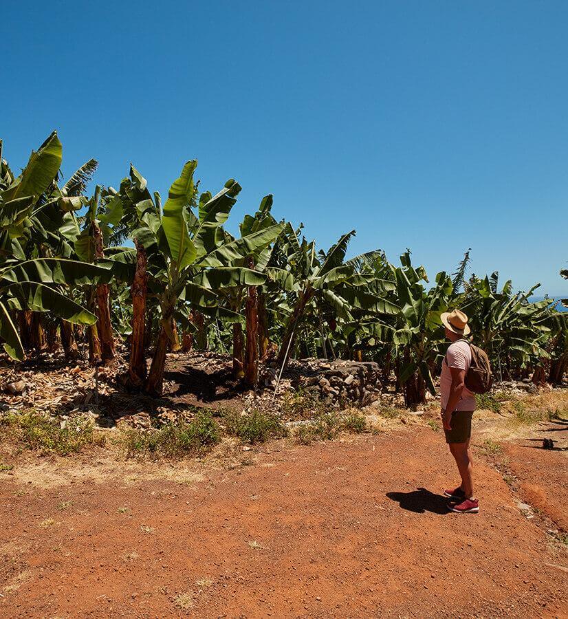 Plantations de bananes, La Palma.