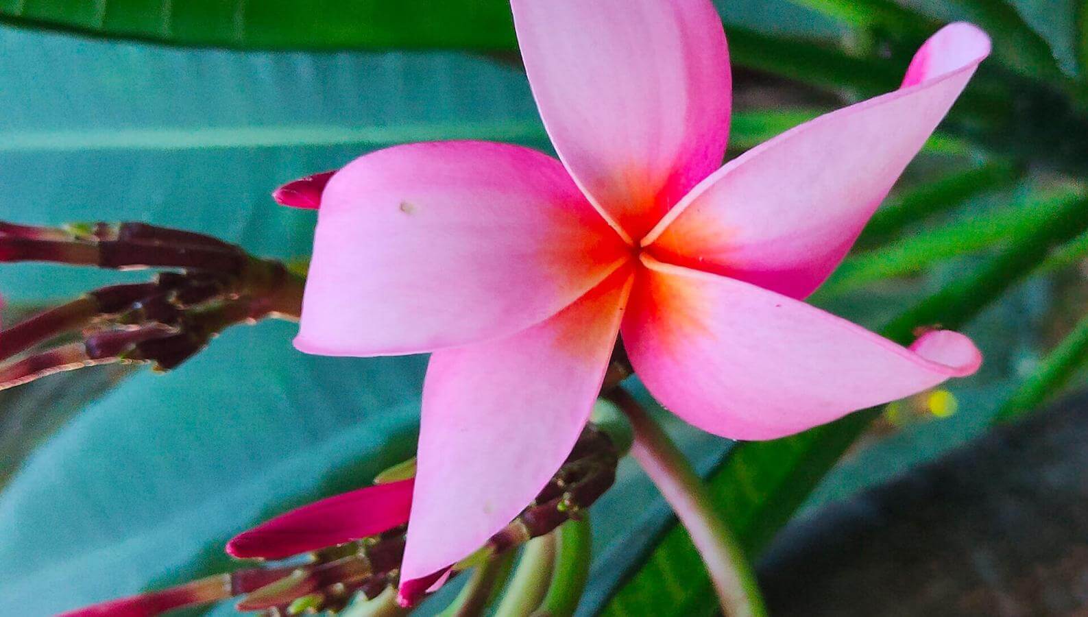 Le bonheur en fleur. Plumeria rubra.