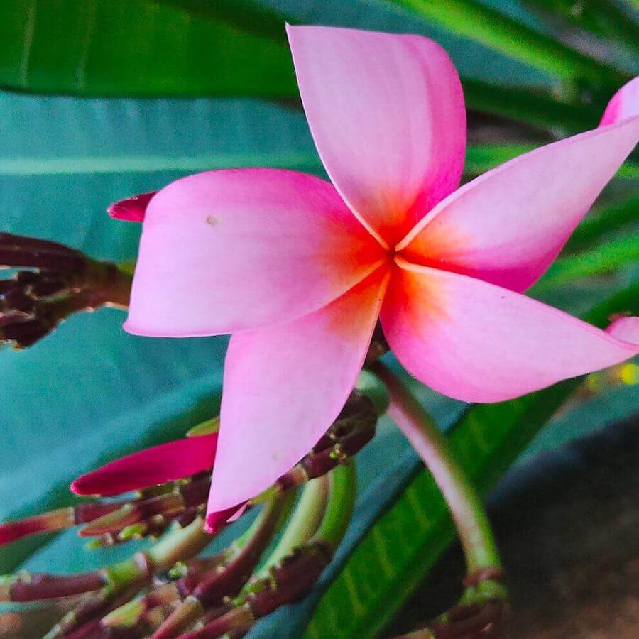 Le bonheur en fleur. Plumeria rubra.