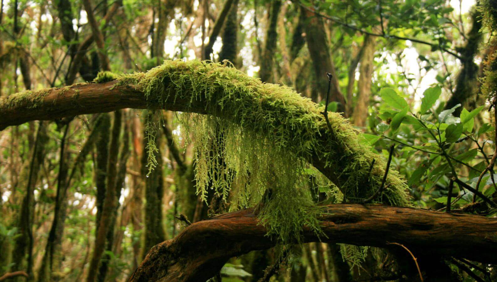 Forêt humide d’Anaga avec des troncs recouverts de mousse, de lianes et d’une végétation dense.