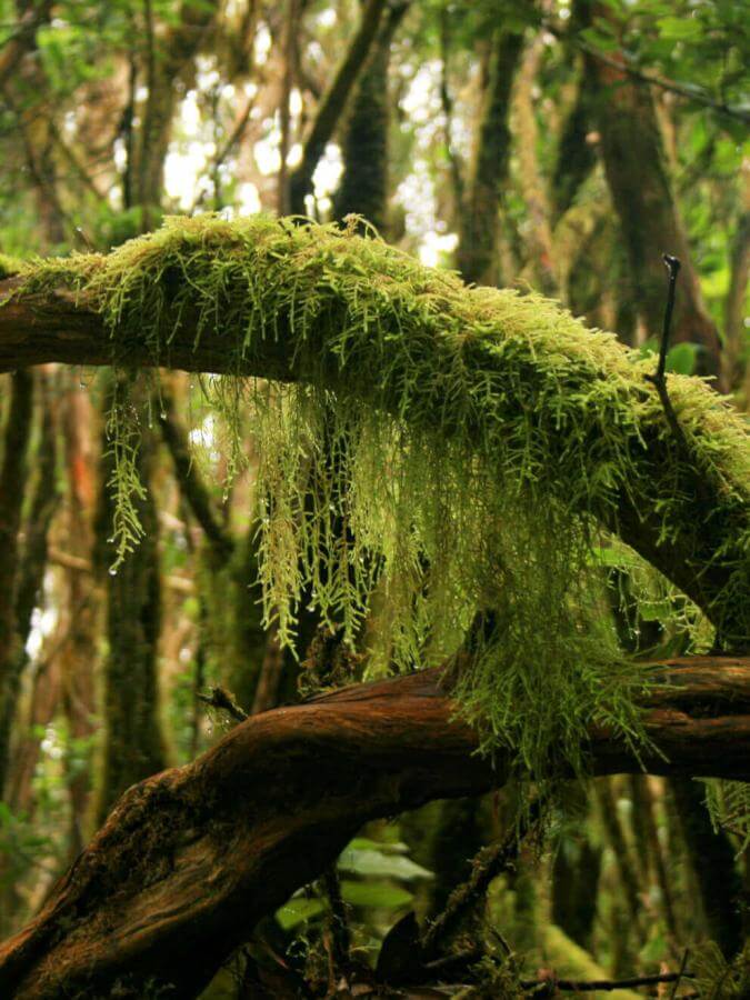 Forêt humide d’Anaga avec des troncs recouverts de mousse, de lianes et d’une végétation dense.
