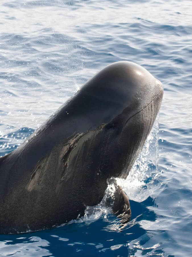 Calderón gris (cétacé tropical aux grands ailerons) émergeant de l’océan, avec une partie hors de l’eau.