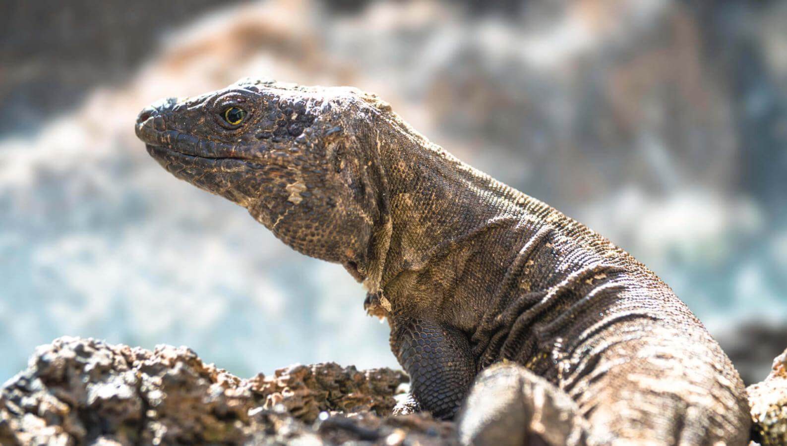 Lagarto gigante (lézard endémique protégé des îles Canaries) à El Hierro sur un rocher volcanique au soleil.