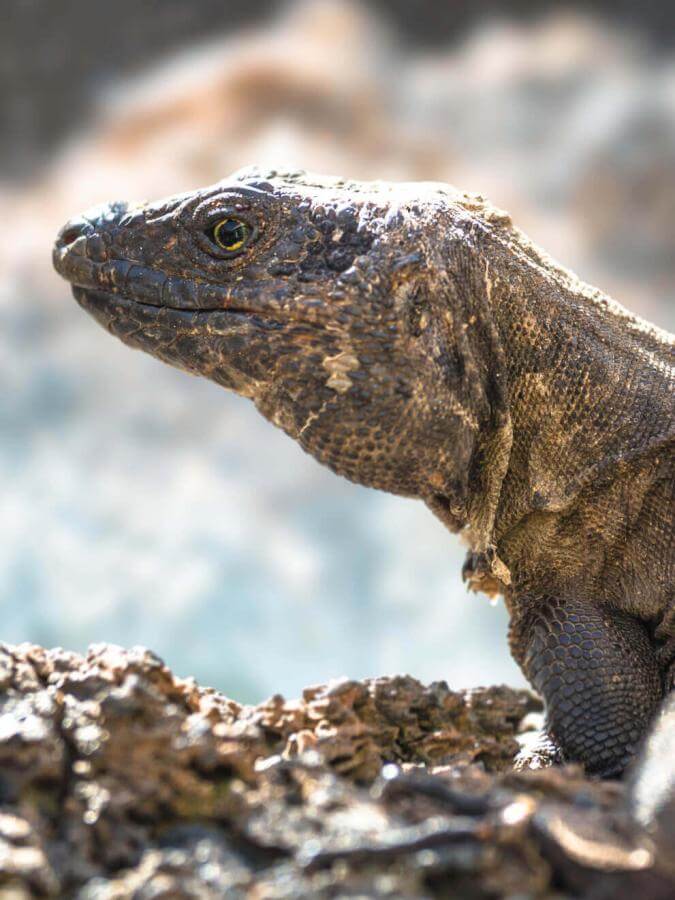 Lagarto gigante (lézard endémique protégé des îles Canaries) à El Hierro sur un rocher volcanique au soleil.
