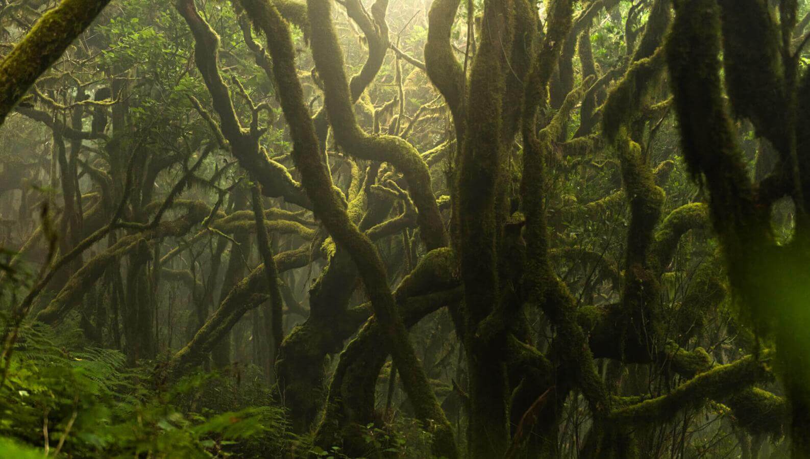Laurisylve à Garajonay, avec des troncs recouverts de mousse et une atmosphère humide baignée de brume.