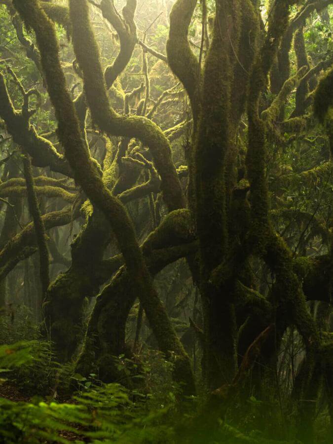 Laurisylve à Garajonay, avec des troncs recouverts de mousse et une atmosphère humide baignée de brume.