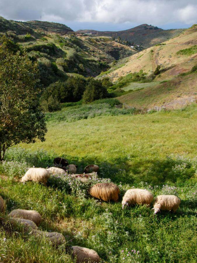 Moutons en pâturage dans une vallée verdoyante de Montaña Alta, à Gran Canaria, entourée de pentes douces.