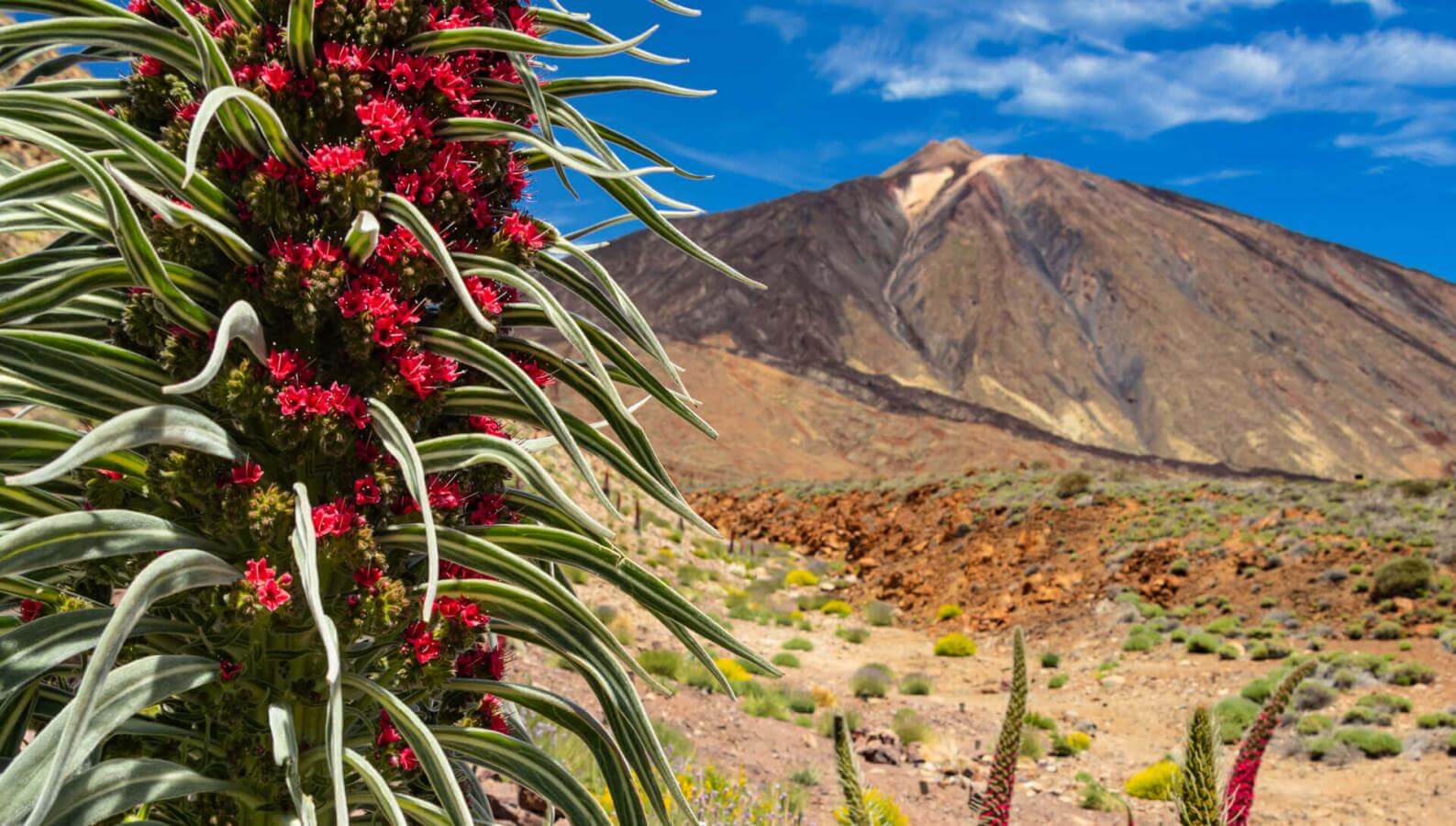Tajinaste rojo (arbuste endémique du Teide) à Las Cañadas du Teide dans paysage volcanique sous un ciel bleu.