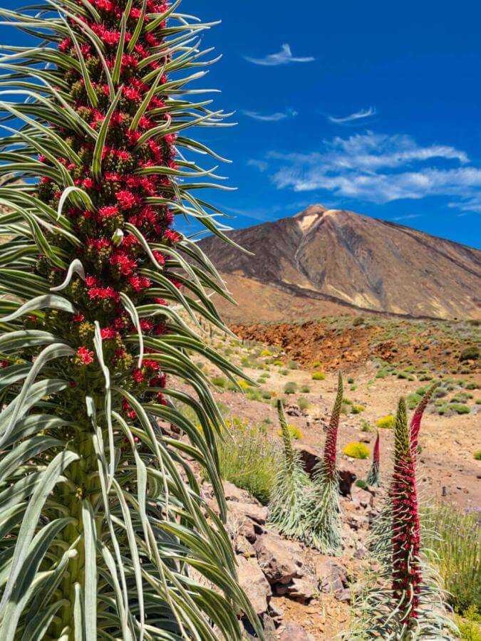 Tajinaste rojo (arbuste endémique du Teide) à Las Cañadas du Teide dans paysage volcanique sous un ciel bleu.